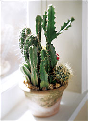 FTD Cactus Garden