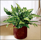  Chinese Evergreen
