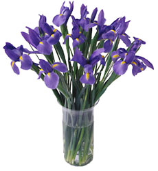  Blooming Iris