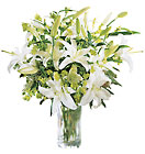 Lilies and More