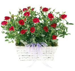 Village Rose Basket