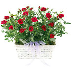 Village Rose Basket