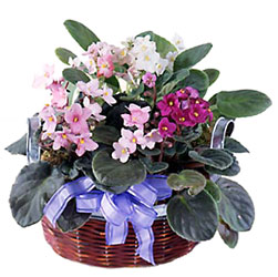 African Violets