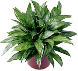  Chinese Evergreen