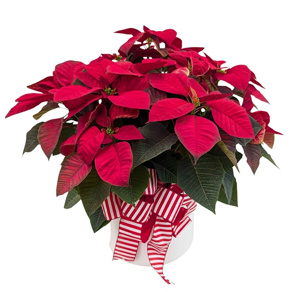 Christmas Plants from your Dallas Florist, Mockingbird Florist