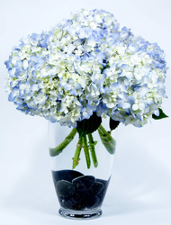 <H1> Blue Hydrangea </H1>  from Mockingbird Florist in Dallas, TX