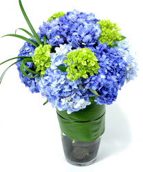 Blue Hydrangea from Mockingbird Florist in Dallas, TX