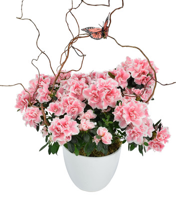 <h1> Azalea Plant Large </h1> from Mockingbird Florist in Dallas, TX