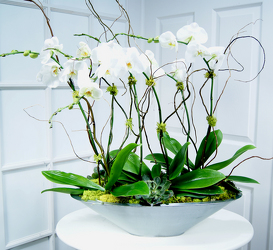 Phalaenopsis Orchid Garden Contemporary  from Mockingbird Florist in Dallas, TX