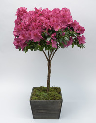 Azalea Tree from Mockingbird Florist in Dallas, TX
