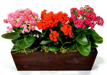 Kalanchoe Planter  from Mockingbird Florist in Dallas, TX