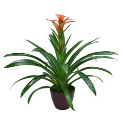 Bromeliad from Mockingbird Florist in Dallas, TX