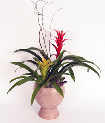 <h1> Contemporary Bromeliad Planter </h1>  from Mockingbird Florist in Dallas, TX