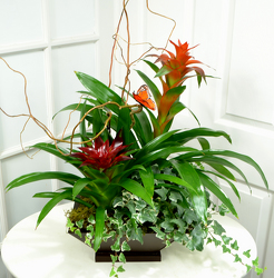 Double Bromeliad  Planter from Mockingbird Florist in Dallas, TX