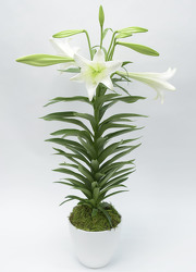 <h1> Easter Lily In White Ceramic Bowl </h1>  from Mockingbird Florist in Dallas, TX