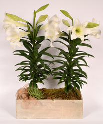 <h1> Easter Lily Garden Box </h1>  from Mockingbird Florist in Dallas, TX