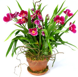 Miltonia Orchid   from Mockingbird Florist in Dallas, TX