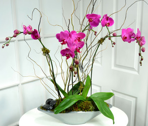 Phalaenopsis Orchid Garden White or Lavender Int. Special from Mockingbird Florist in Dallas, TX