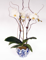 White Double Phalaenopsis In Blue Delph Container from Mockingbird Florist in Dallas, TX