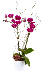 <h1> Purple Phalaenopsis Double Spike </h1> from Mockingbird Florist in Dallas, TX