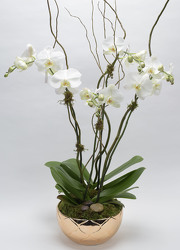 <h1> Multi Plant Phalaenopsis Planter </h1>  from Mockingbird Florist in Dallas, TX