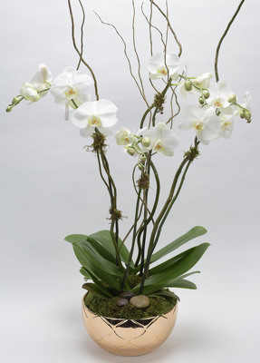 <h1> Multi Plant Phalaenopsis Planter </h1>  from Mockingbird Florist in Dallas, TX
