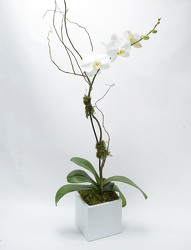  Phalaenopsis White Ceramic Cube Large Single Spike from Mockingbird Florist in Dallas, TX