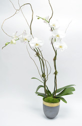 <H1> Phalaenopsis in Gold Rim Ceramic Container </H1> from Mockingbird Florist in Dallas, TX