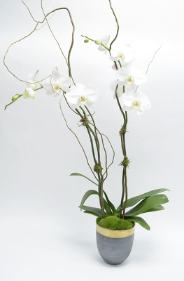 <H1> Phalaenopsis in Gold Rim Ceramic Container </H1> from Mockingbird Florist in Dallas, TX