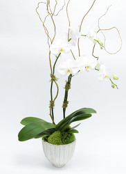 Double Phalaenopsis Orchid in Distressed Ceramic Container from Mockingbird Florist in Dallas, TX