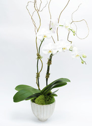 <H1>Double Phalaenopsis in Distressed Ceramic Container</H1> from Mockingbird Florist in Dallas, TX