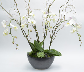 Multi Phalaenopsis Orchid Plants in Ebony Oval Bowl from Mockingbird Florist in Dallas, TX
