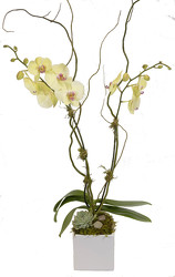 <H1> Yellow Phalaeonopsis Orchid Plant </H1>  from Mockingbird Florist in Dallas, TX