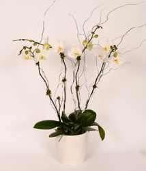Large Double Phalaenopsis in White Ceramic Bowl from Mockingbird Florist in Dallas, TX