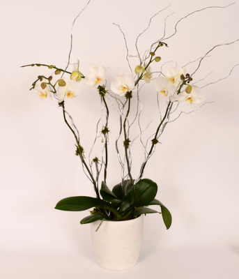 <h1> Large Double Phalaenopsis in White Ceramic Bowl </h1> from Mockingbird Florist in Dallas, TX