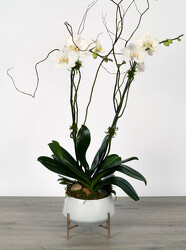 Phalaenopsis in White Contemporary Glass Container   from Mockingbird Florist in Dallas, TX