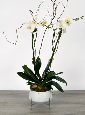 <H1>Phalaenopsis in White Contemporary Glass Container</H1>  from Mockingbird Florist in Dallas, TX