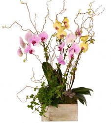 Orchid Garden Multi Colored from Mockingbird Florist in Dallas, TX
