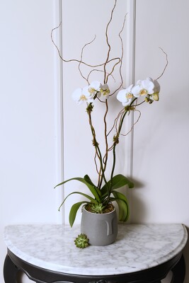 <h1> Moai Face Bowl with Phalaenopsis Orchid </h1> from Mockingbird Florist in Dallas, TX
