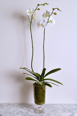 Double Spiked orchid in Glass Urn from Mockingbird Florist in Dallas, TX