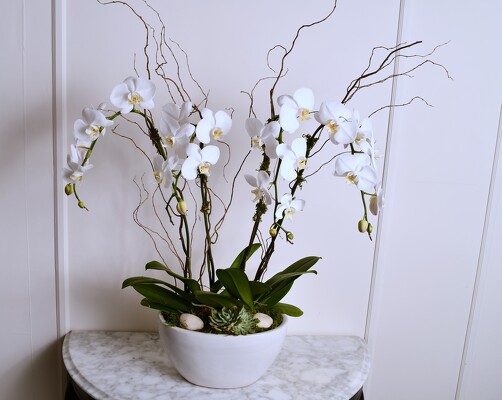 Multi Phalaenopsis Orchid Plants in White Oval Bowl from Mockingbird Florist in Dallas, TX