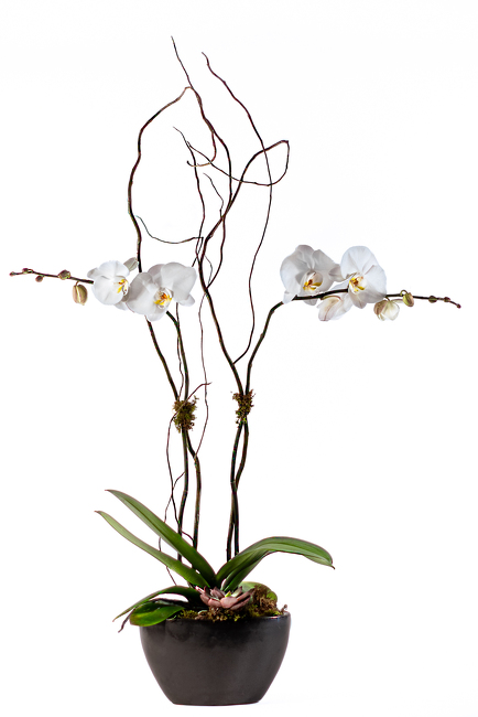 <h1> Phalaenopsis in Black Ebony Bowl </h1> from Mockingbird Florist in Dallas, TX