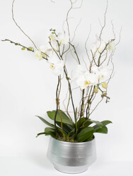 <h1> Phalaenopsis in Silver </h1>  from Mockingbird Florist in Dallas, TX