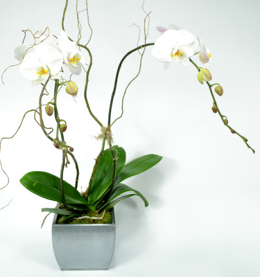 Elegant Phalaenopsis Orchid in Silver Metal Container from Mockingbird Florist in Dallas, TX