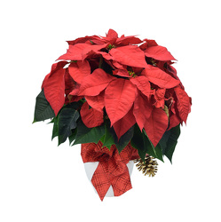 Poinsettia in White Container from Mockingbird Florist in Dallas, TX