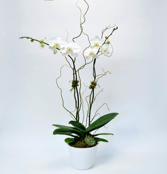 Phalaenopsis in White Ceramic Container from Mockingbird Florist in Dallas, TX