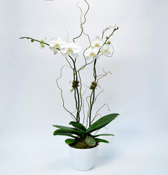 <H1> Phalaenopsis in White Ceramic Container </H1> from Mockingbird Florist in Dallas, TX