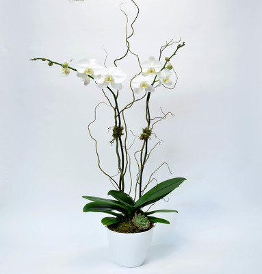 <H1> Phalaenopsis in White Ceramic Container </H1> from Mockingbird Florist in Dallas, TX