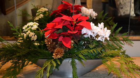 Contemporary Poinsettia Garden from Mockingbird Florist in Dallas, TX