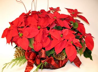 Christmas Plants from your Dallas Florist, Mockingbird Florist